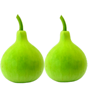 کدو – Bottle Gourd