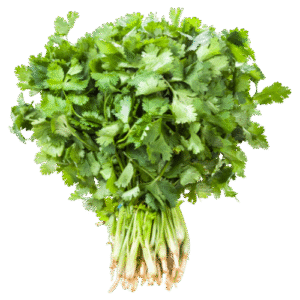 بڑا دھنیا — coriander leaves