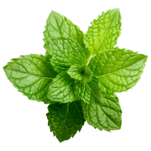 پودینہ — mint leaves